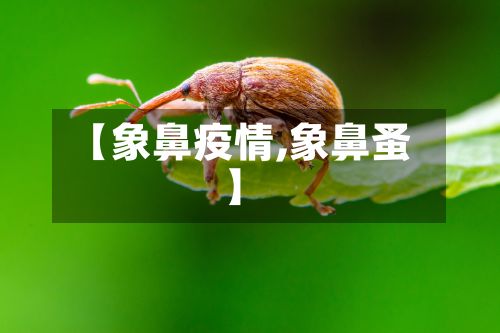 【象鼻疫情,象鼻蚤】-第3张图片