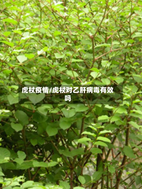 虎杖疫情/虎杖对乙肝病毒有效吗