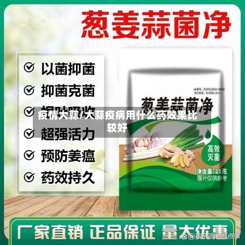 疫情大蒜/大蒜疫病用什么药效果比较好-第2张图片