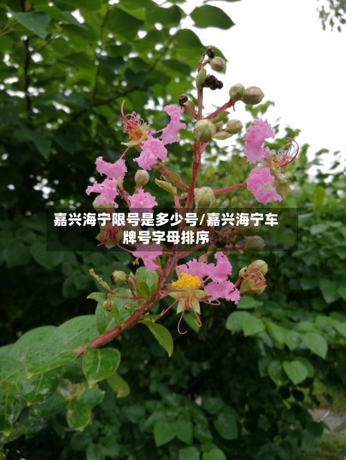嘉兴海宁限号是多少号/嘉兴海宁车牌号字母排序-第2张图片
