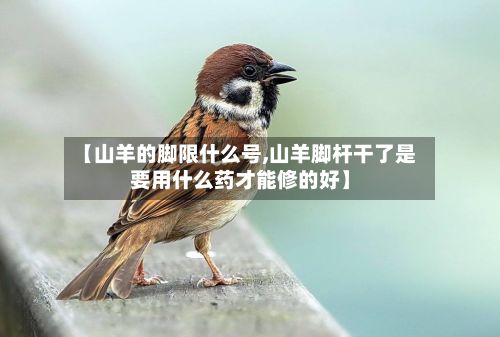 【山羊的脚限什么号,山羊脚杆干了是要用什么药才能修的好】-第3张图片