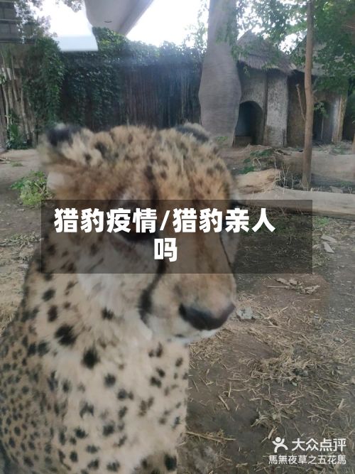 猎豹疫情/猎豹亲人吗-第2张图片